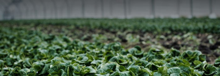 future-of-food