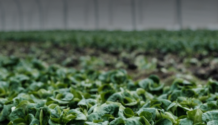 future-of-food future-of-food